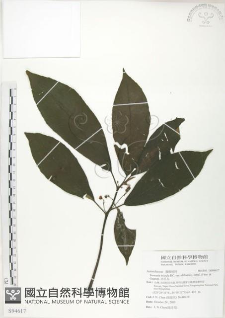 水冬瓜藏品圖，第1張