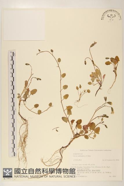 蔓苦藚藏品圖，第1張