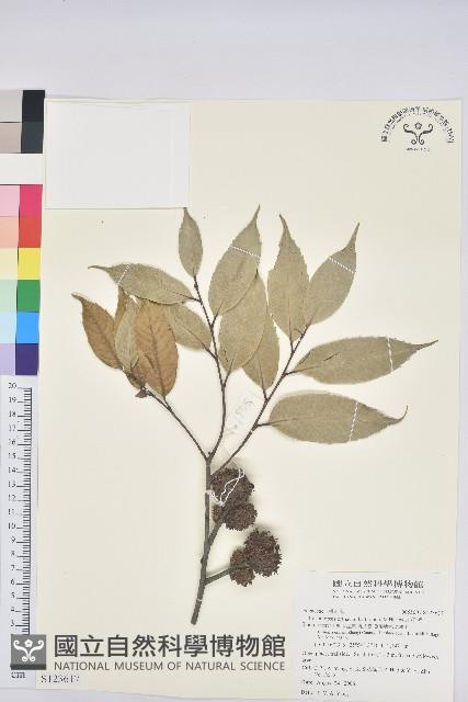 元江栲藏品圖，第1張