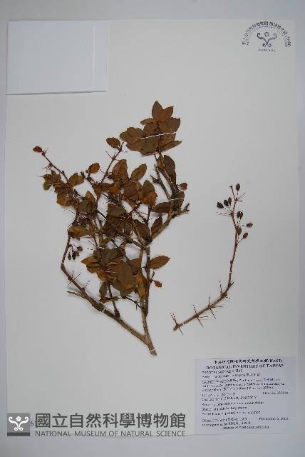 南湖小蘗藏品圖，第1張