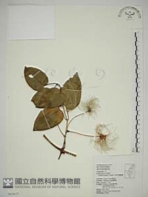 田代氏鐵線蓮藏品圖，第1張