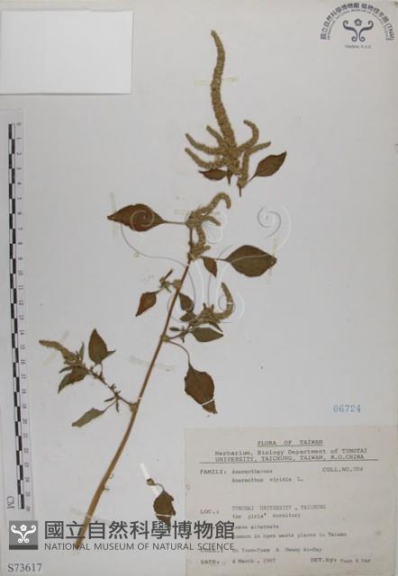 野莧菜藏品圖，第1張