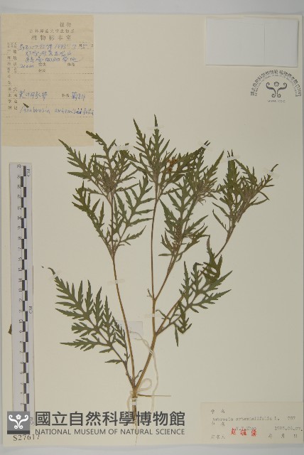 豬草、瘤果菊藏品圖，第1張
