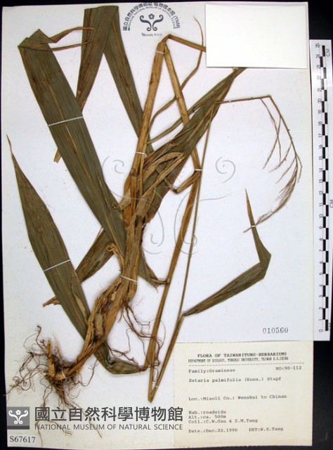 棕葉狗尾草藏品圖，第1張