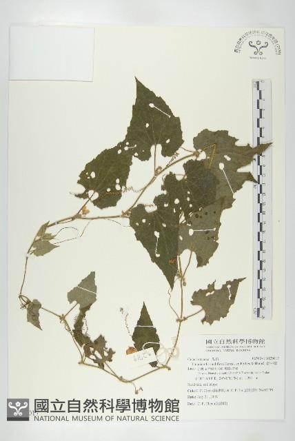 青牛膽藏品圖，第1張