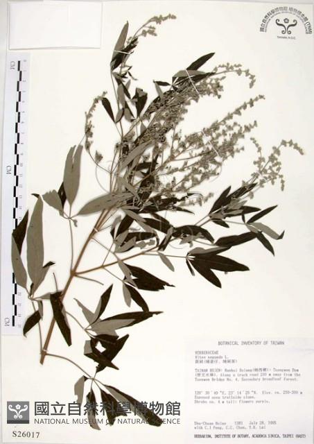 黃荊藏品圖，第1張