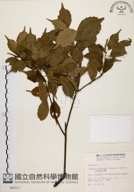 油葉石櫟藏品圖，第1張