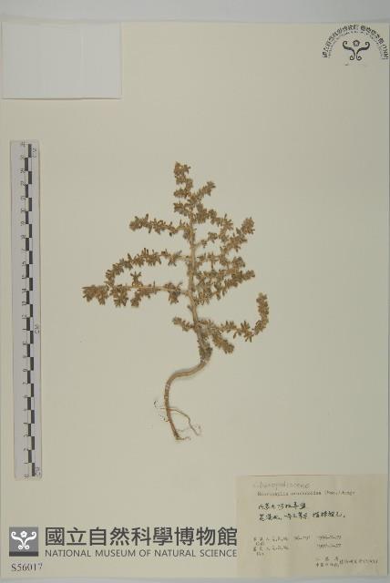 登錄號:S056017藏品圖，第1張