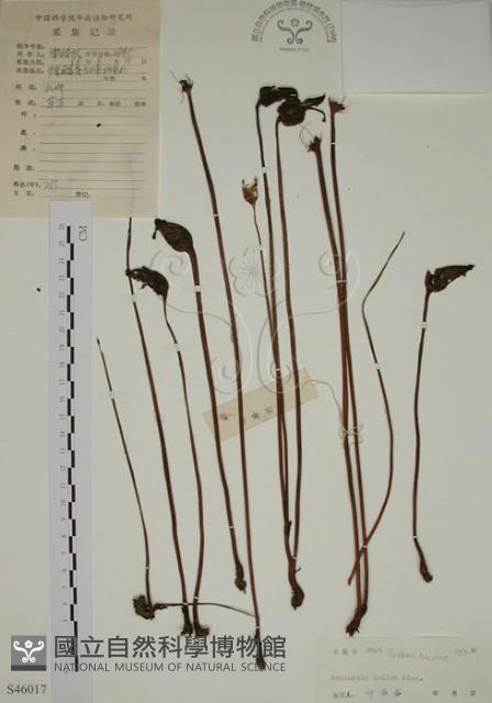 野菰藏品圖，第1張