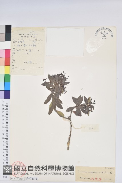 岩生越橘藏品圖，第1張