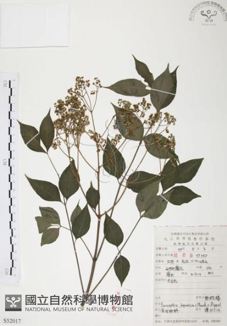 灰色木藍藏品圖，第1張