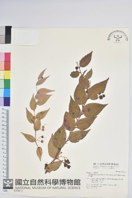 白珠樹藏品圖，第1張