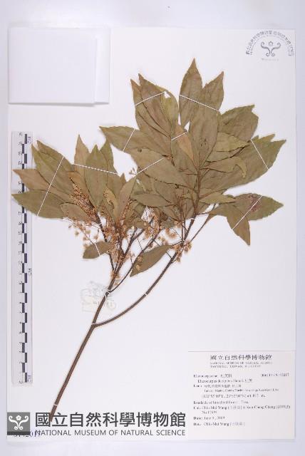 杜英藏品圖，第1張