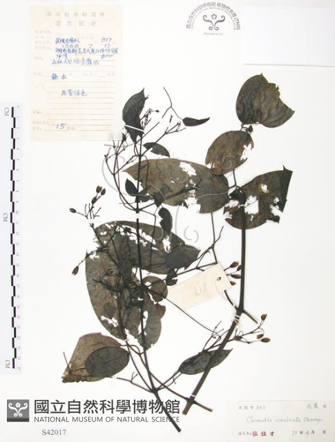 柱果鐵線蓮藏品圖，第1張