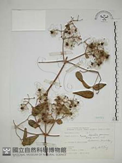 梨山小蓑衣藤藏品圖，第1張