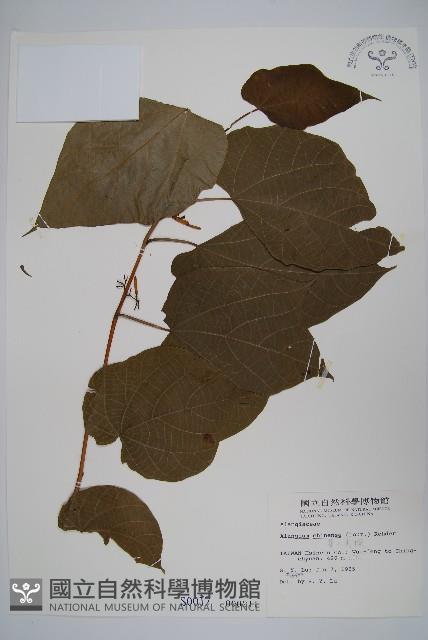 華八角楓藏品圖，第1張