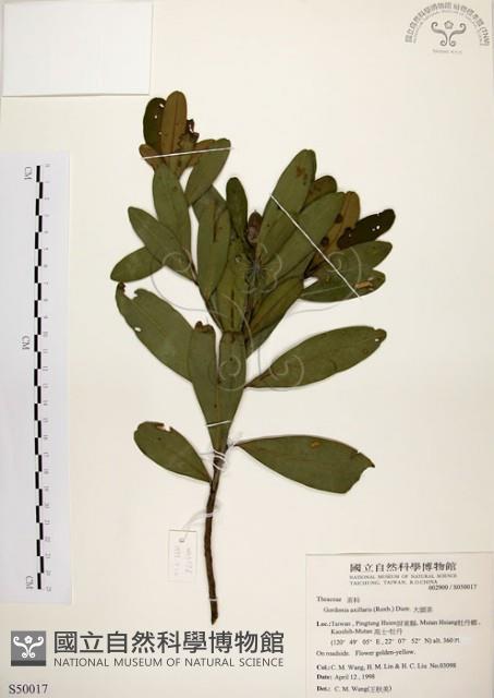 大頭茶藏品圖，第1張