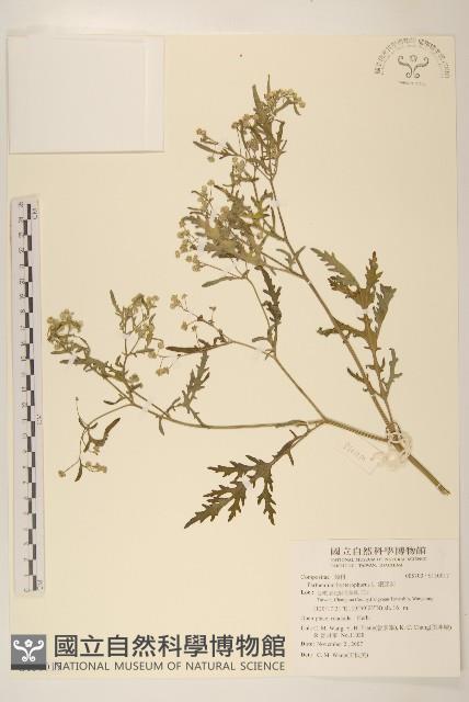 銀膠菊藏品圖，第1張