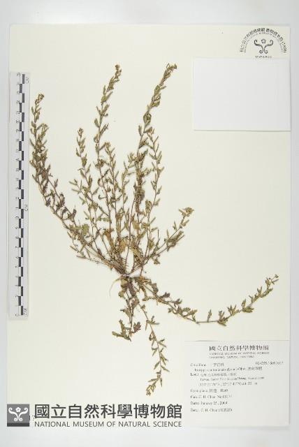 廣東葶藶藏品圖，第1張