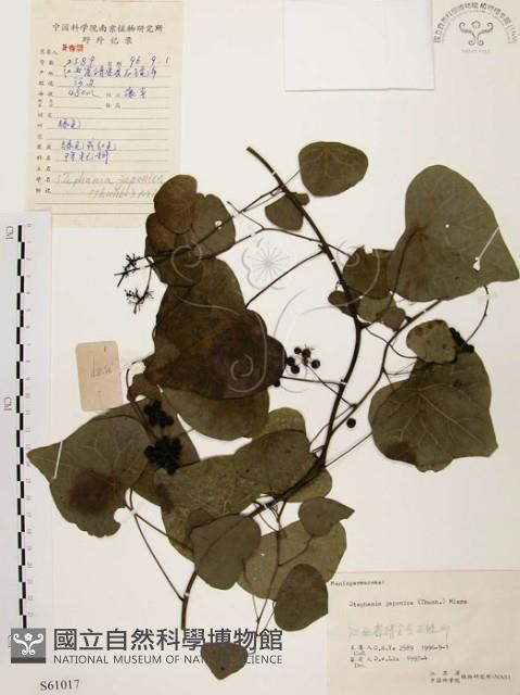 千金藤、金線吊烏龜藏品圖，第1張