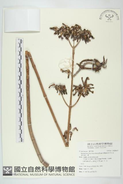 銳葉掌上珠藏品圖，第1張