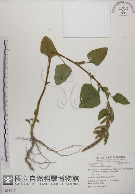 野莧菜藏品圖，第1張