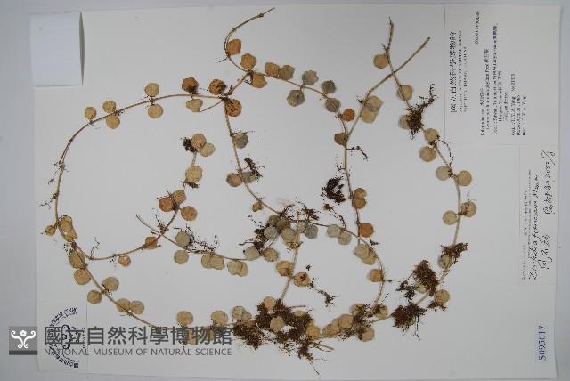 風不動藏品圖，第1張