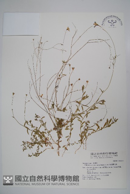 細葉蘭花參藏品圖，第1張