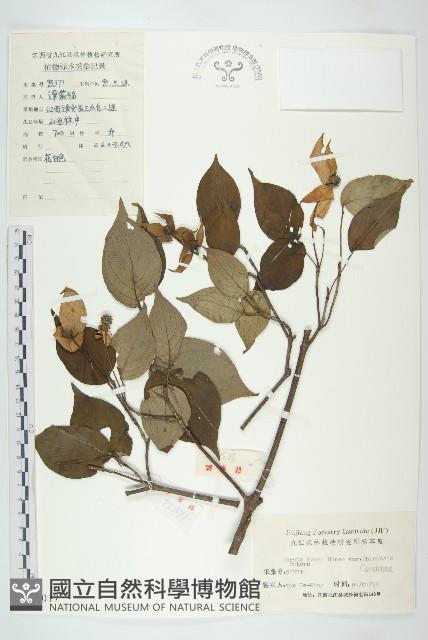 四照花、山荔枝藏品圖，第1張