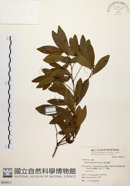 黃肉樹, 小梗木薑子藏品圖，第1張