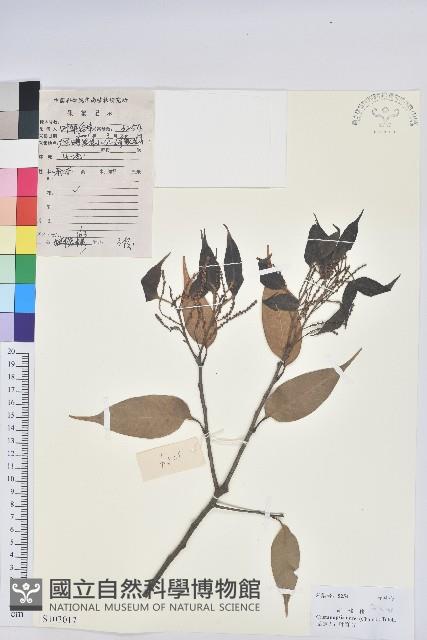 反刺苦櫧藏品圖，第1張