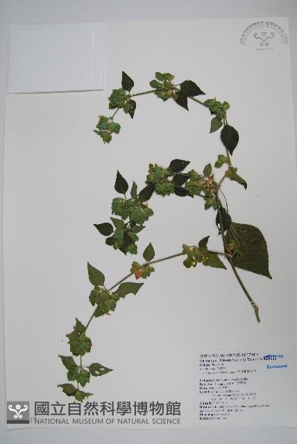 華九頭獅子草藏品圖，第1張