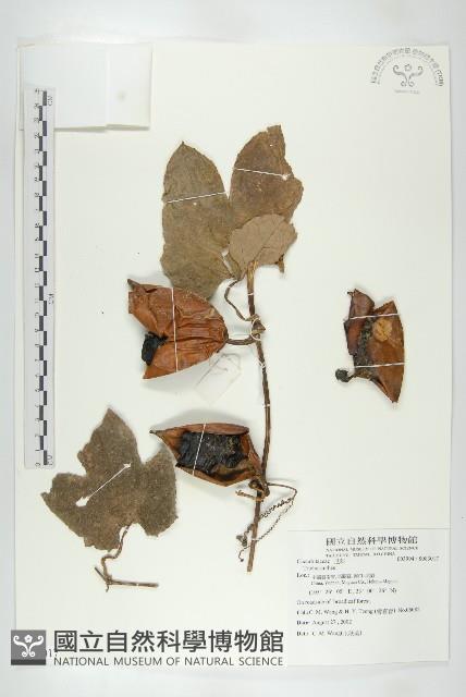 登錄號:S083017藏品圖，第1張