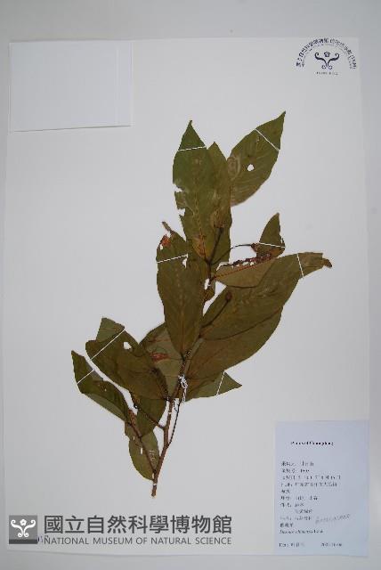 假鷹爪藏品圖，第1張