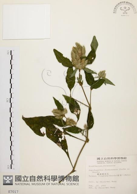 臺灣鱗球花藏品圖，第1張