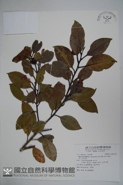 松田氏冬青藏品圖，第1張