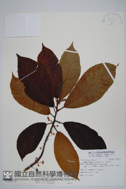 水冬瓜藏品圖，第1張