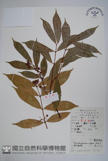 紫花絡石藏品圖，第1張