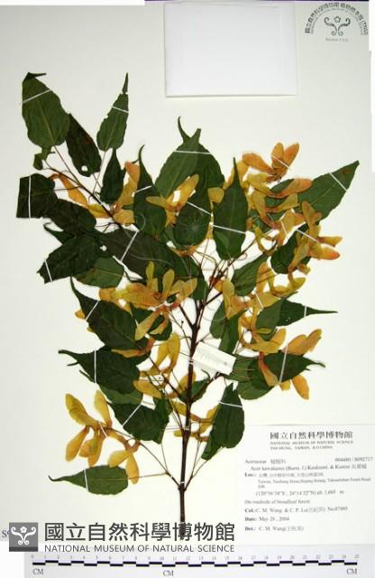 尖葉槭藏品圖，第1張