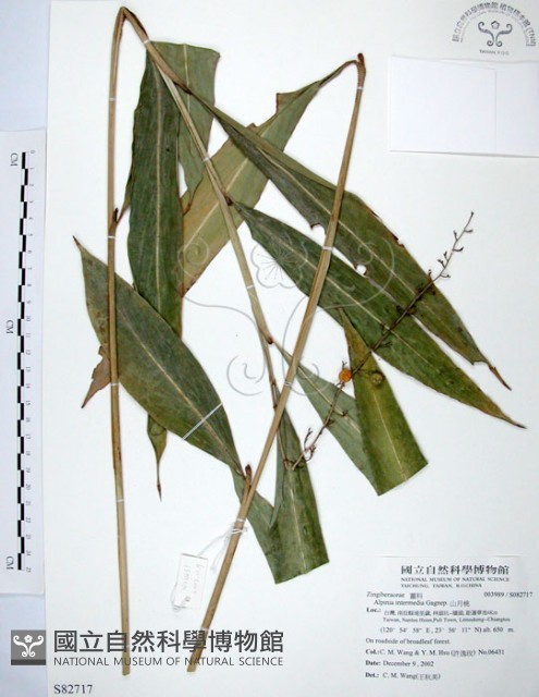 山月桃藏品圖，第1張
