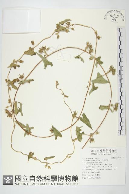 白花牽牛藏品圖，第1張