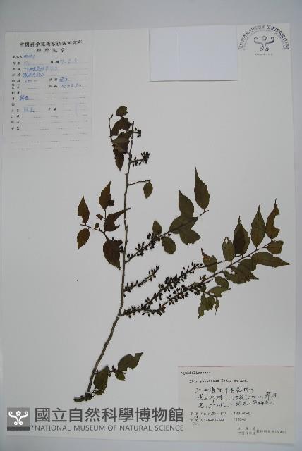 密毛假黃楊藏品圖，第1張