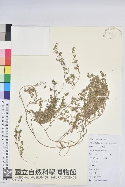 地錦藏品圖，第1張