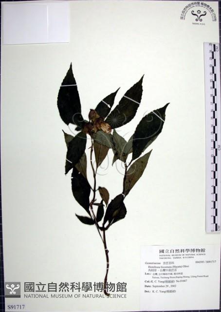 角桐草、台灣半蒴苣苔藏品圖，第1張