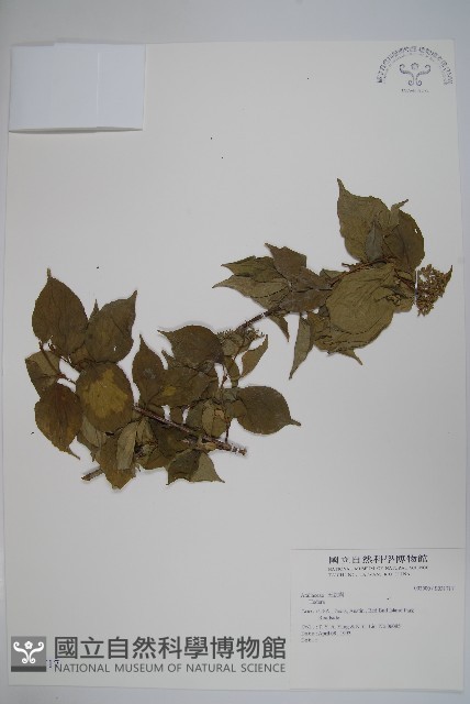 登錄號:S031717藏品圖，第1張
