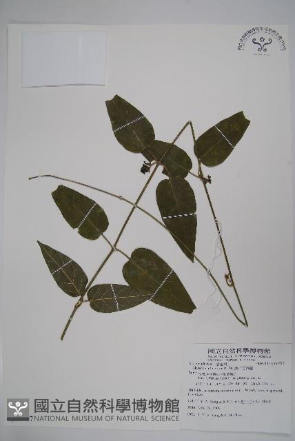 絨毛芙蓉蘭藏品圖，第1張