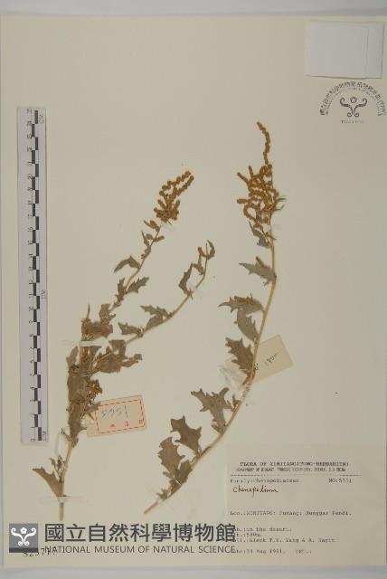 登錄號:S025717藏品圖，第1張