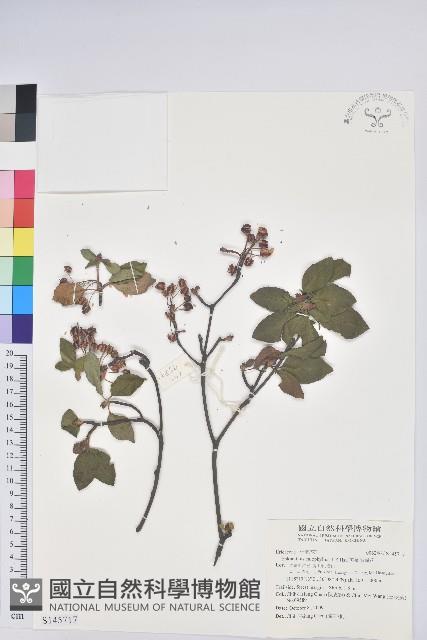 美葉吊鐘花藏品圖，第1張