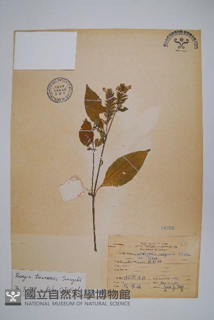 臺灣明萼草藏品圖，第1張