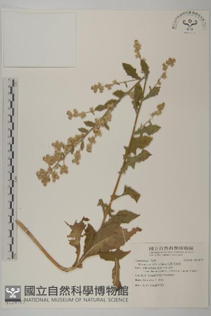 無梗艾納香藏品圖，第1張